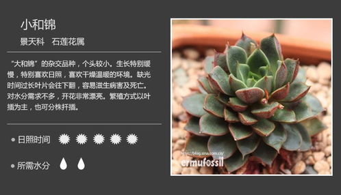 收齐150种多肉植物对照图,再也不愁叫什么名字